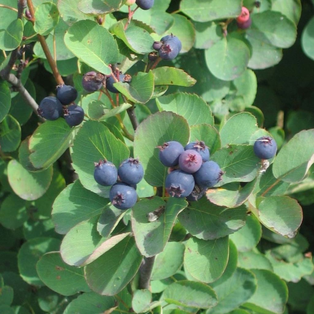 Amelanchier alnifolia Saskatoon Berry - Amelanchier