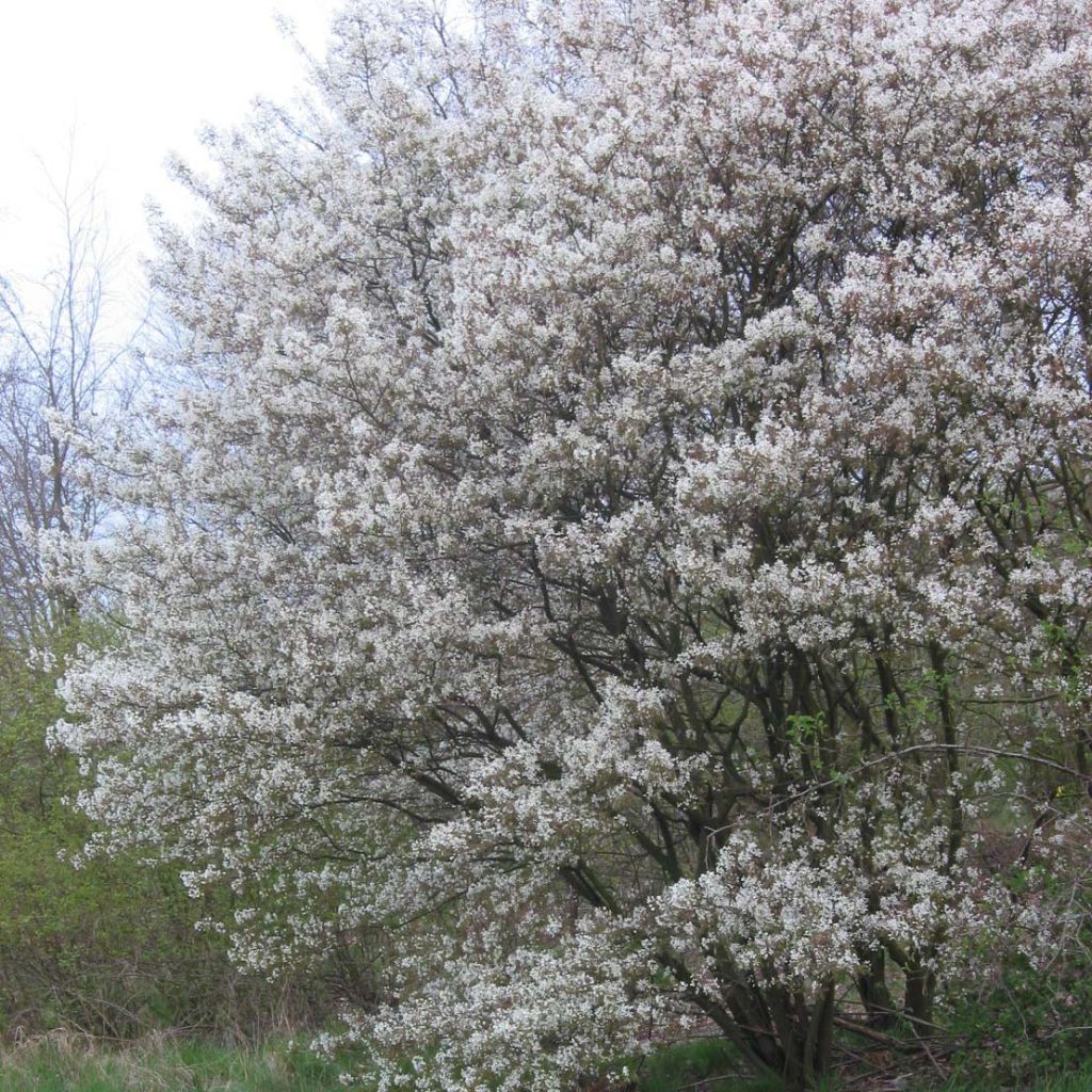 Amelanchier lamarckii - Pero corvino