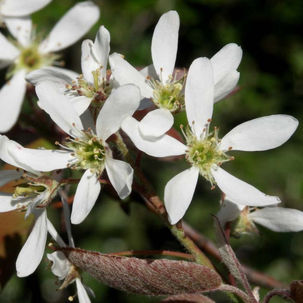 Amelanchier lamarckii - Pero corvino