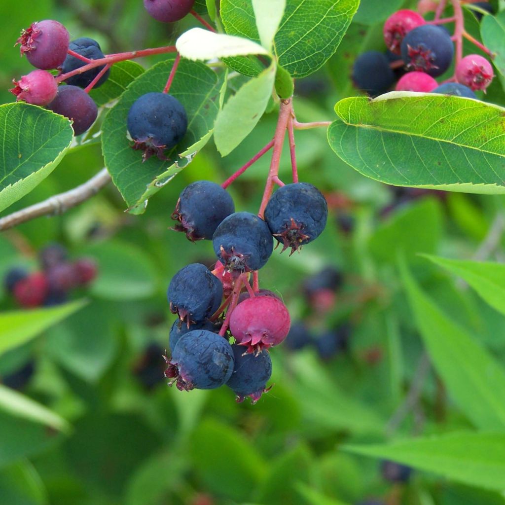 Amelanchier lamarckii - Pero corvino