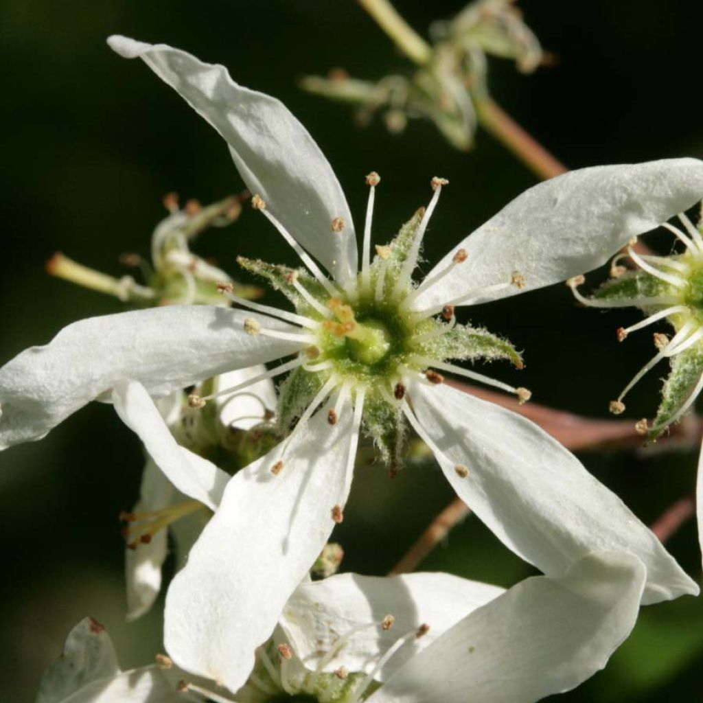 Amelanchier lamarckii - Pero corvino