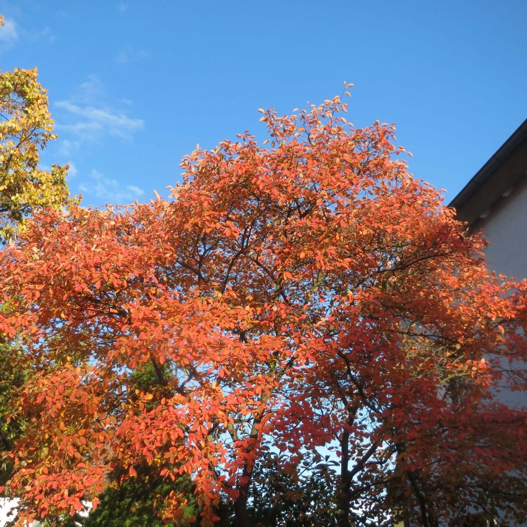 Amelanchier lamarckii - Pero corvino