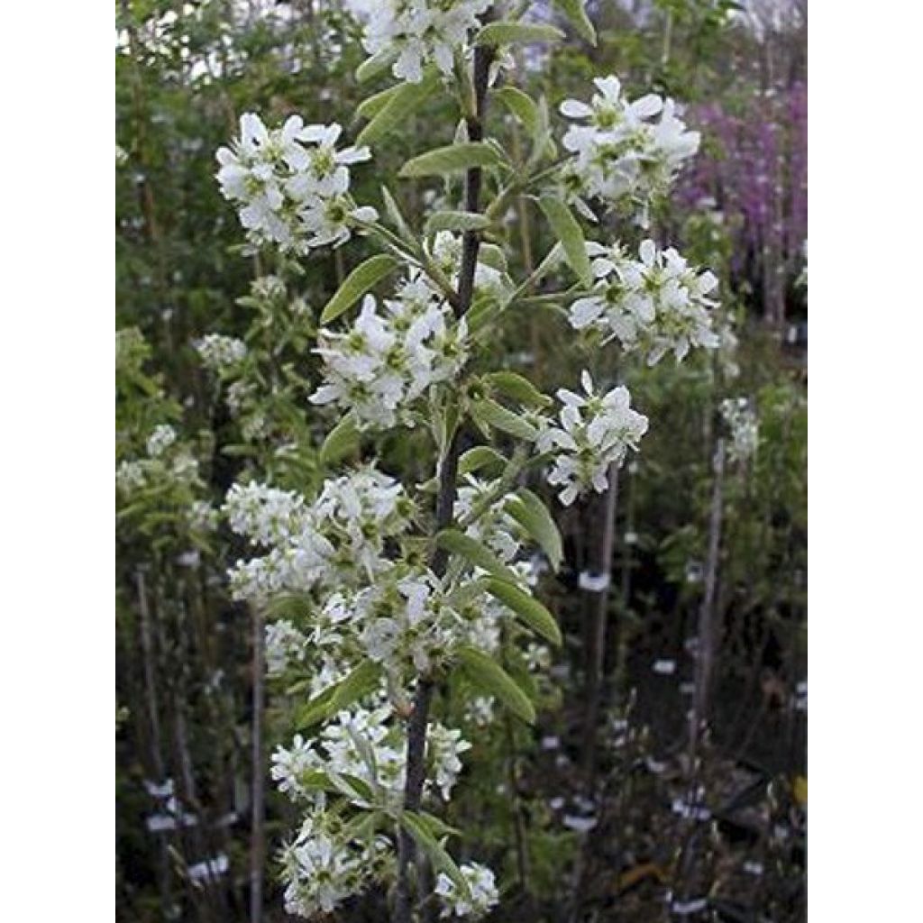 Amelanchier canadensis Rainbow Pillar - Pero corvino