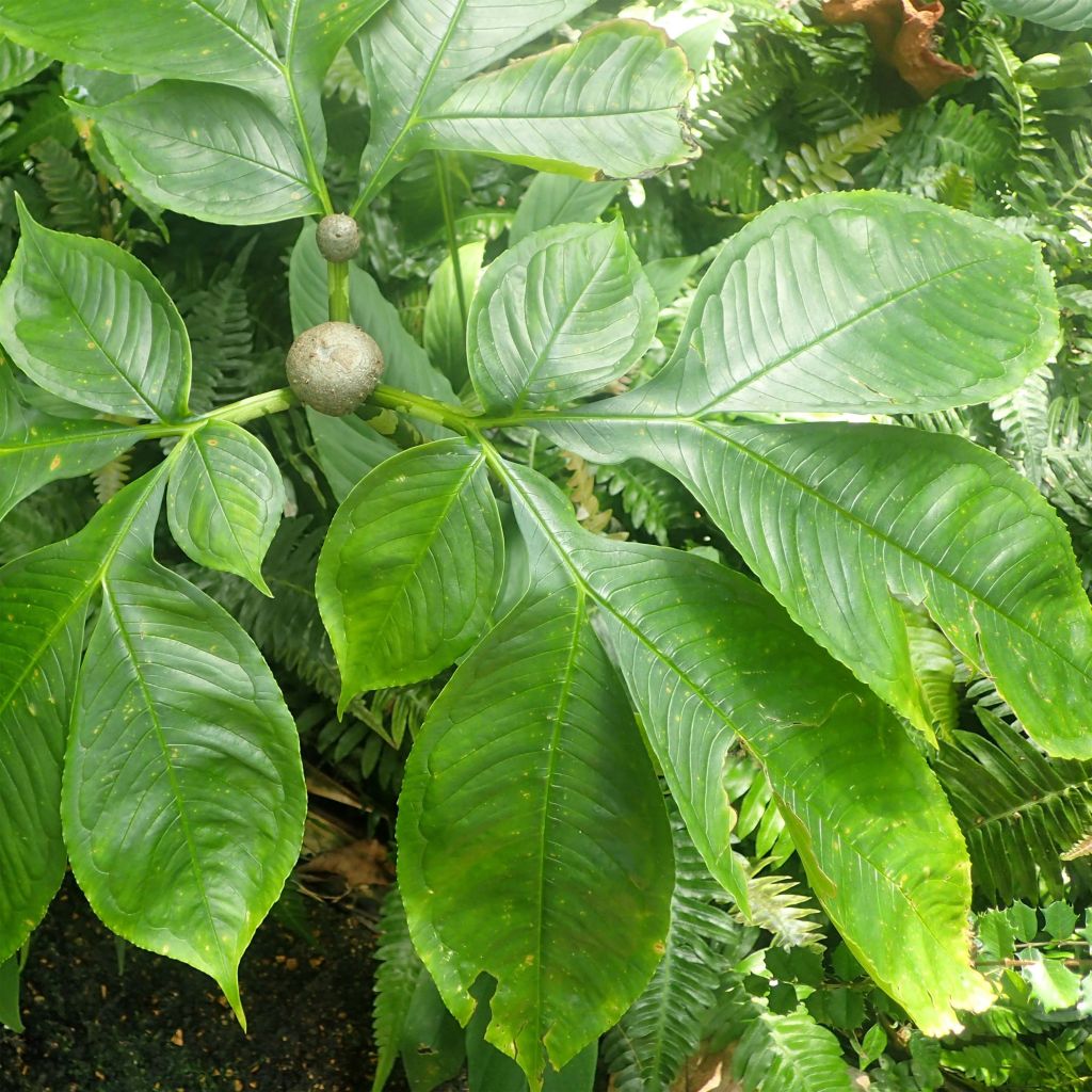 Amorphophallus bulbifer