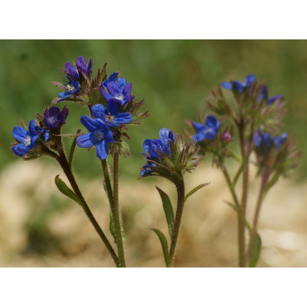 Anchusa azurea Dropmore - Buglossa azzurra