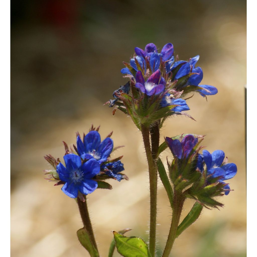 Anchusa azurea Dropmore - Buglossa azzurra