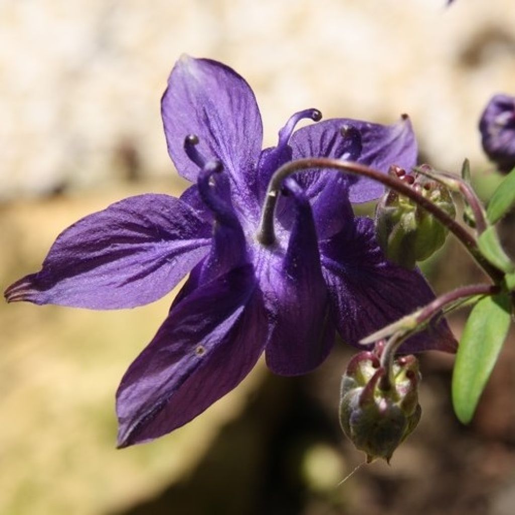 Aquilegia alpina