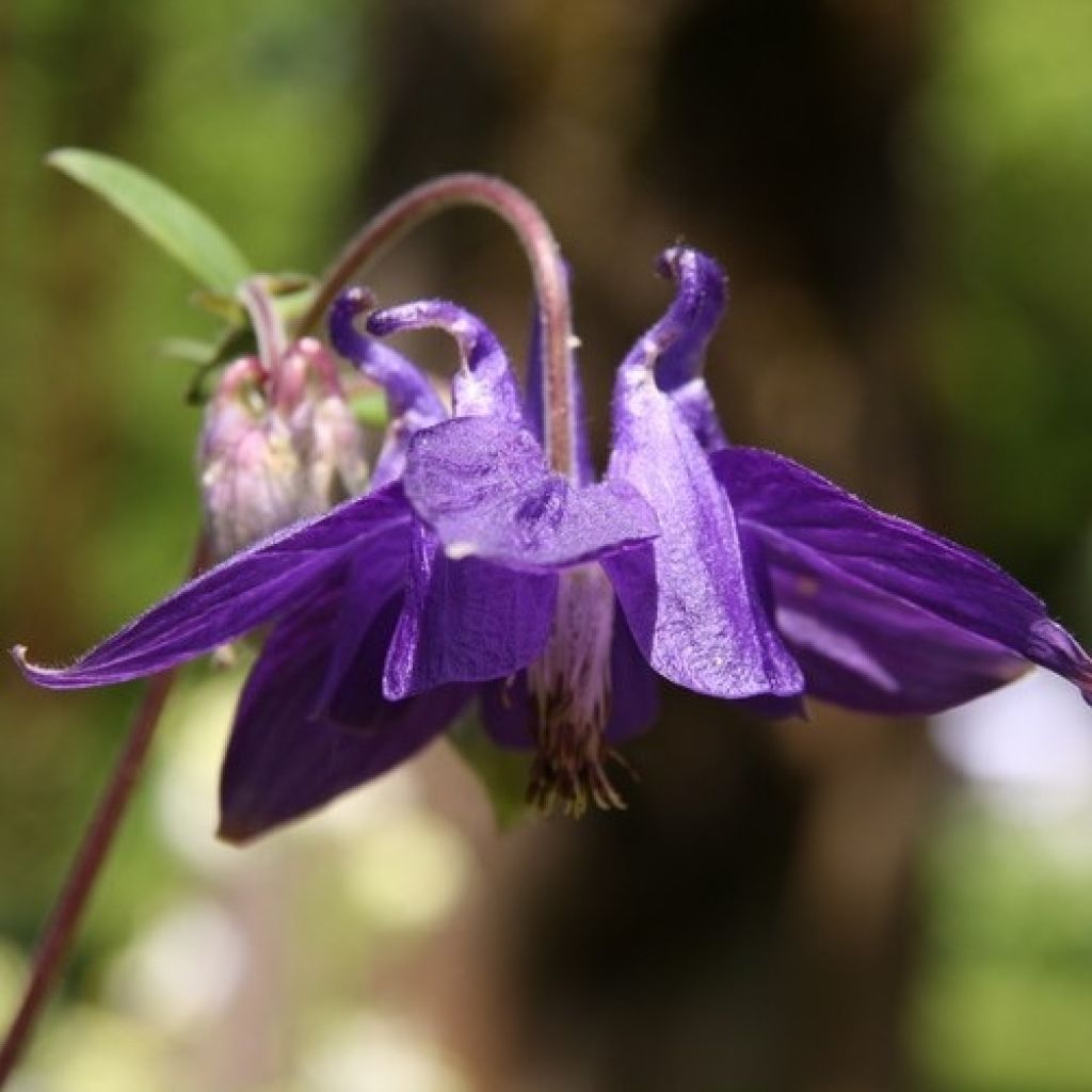 Aquilegia alpina