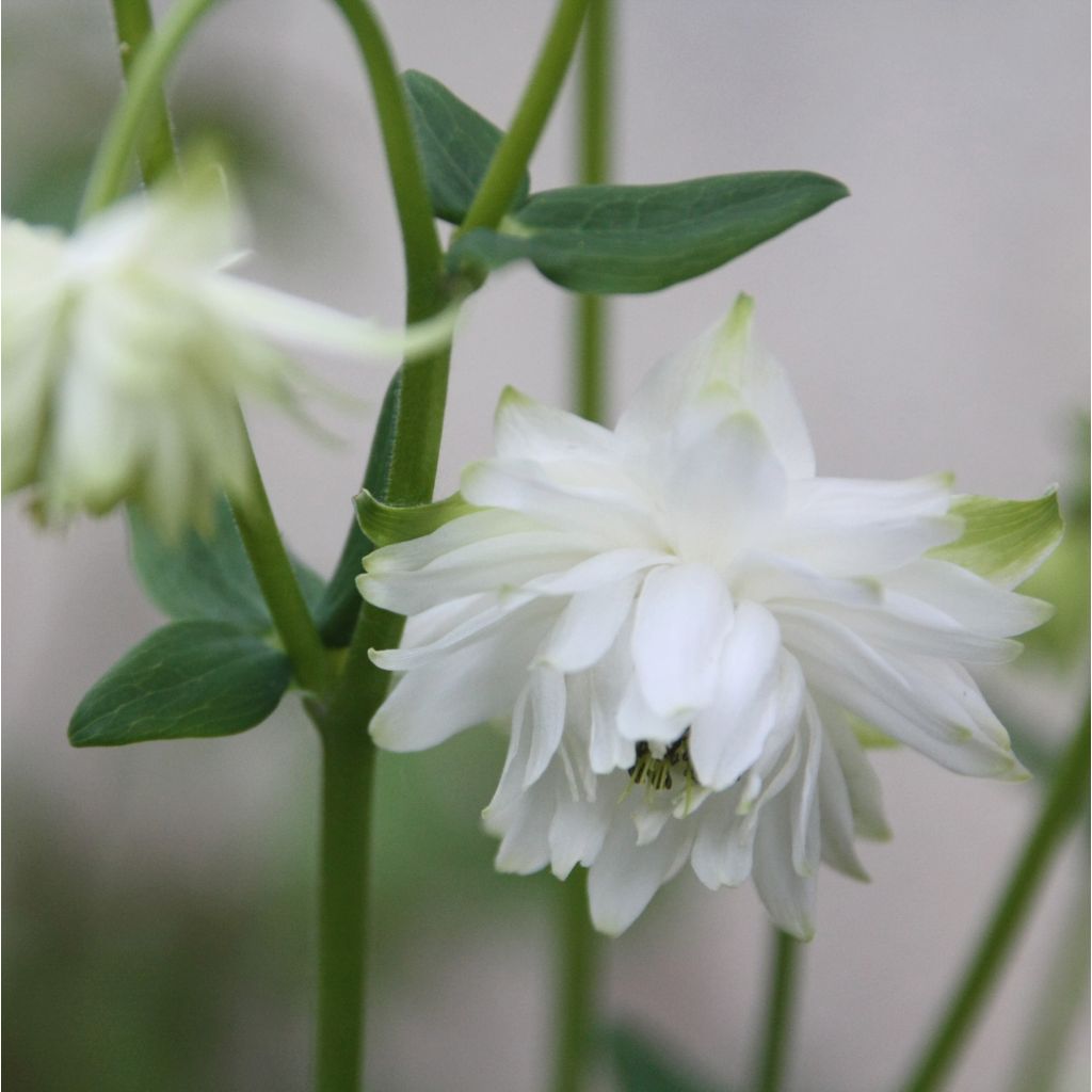 Aquilegia vulgaris clematiflora Green Apples