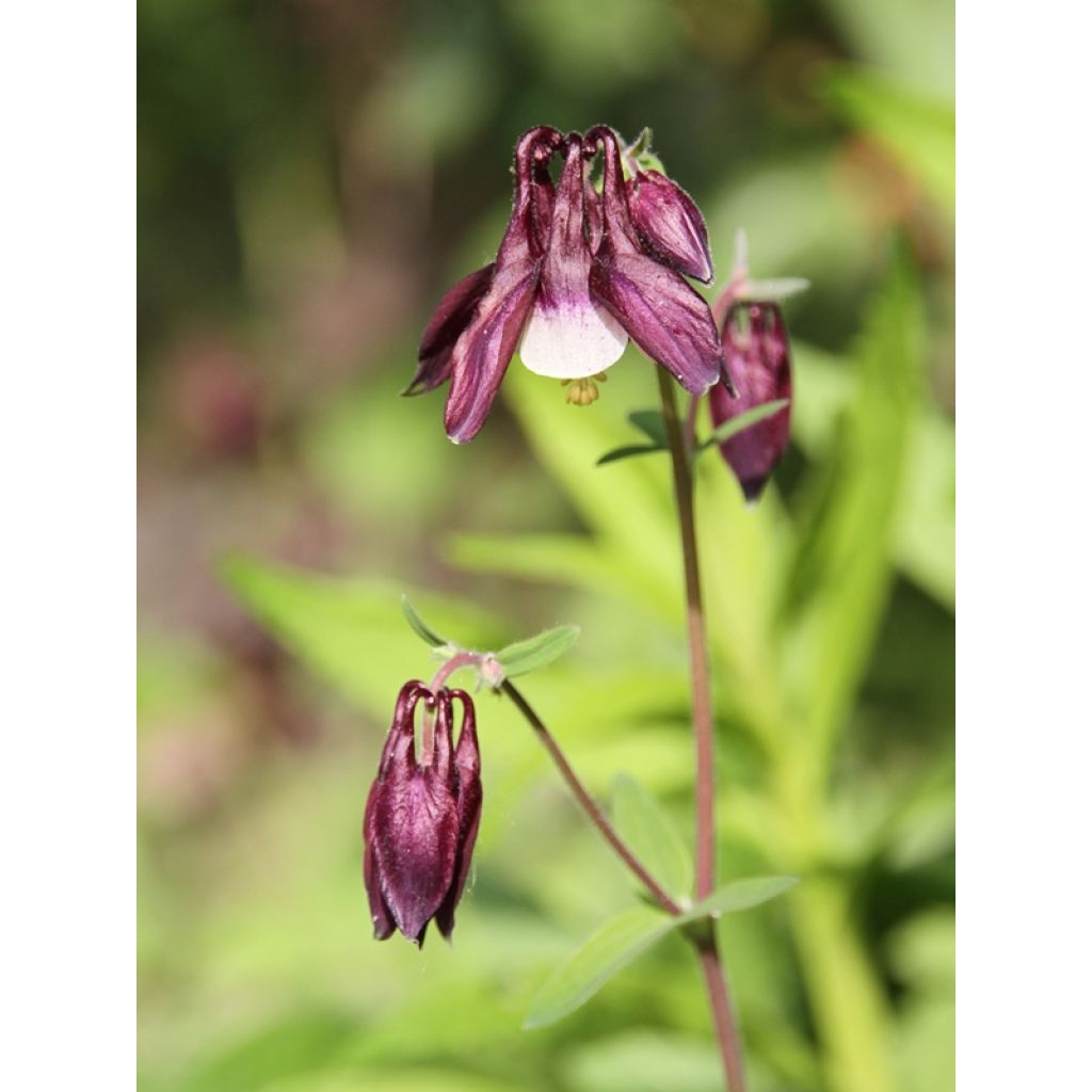 Aquilegia vulgaris William Guiness