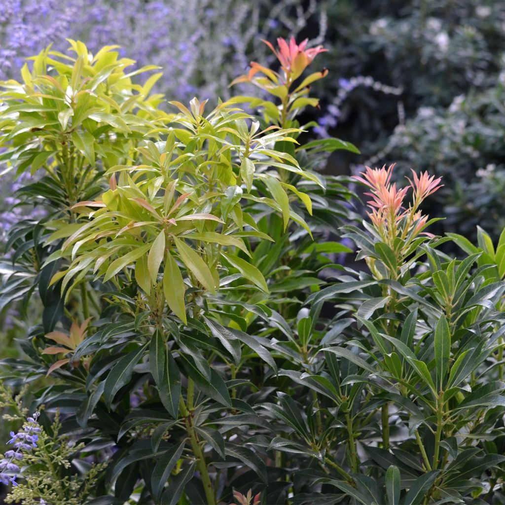 Andromède du Japon - Pieris Forest Flame en pot de 10L.