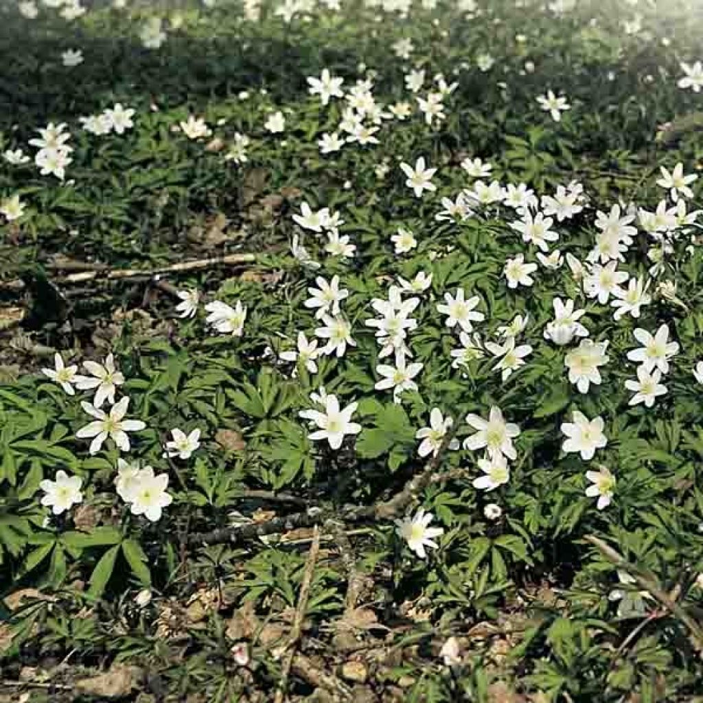 Anemone nemorosa