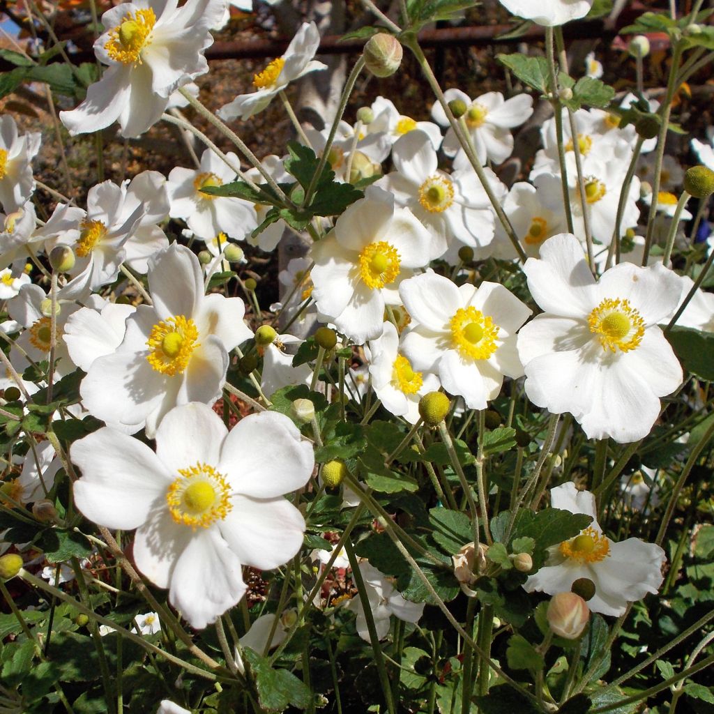 Anemone Honorine Jobert - Anemone giapponese