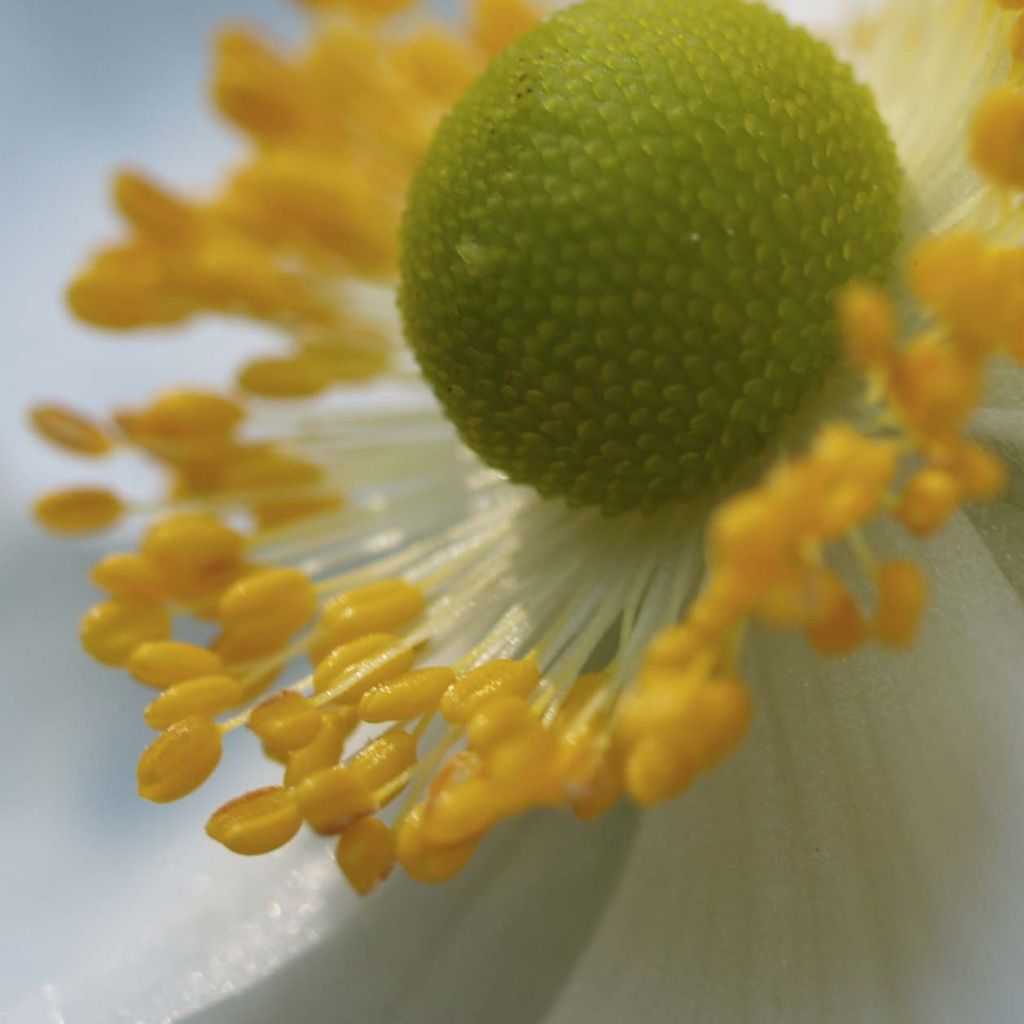 Anemone Honorine Jobert - Anemone giapponese