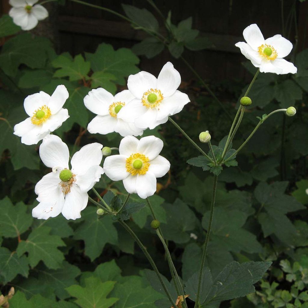 Anemone Honorine Jobert - Anemone giapponese