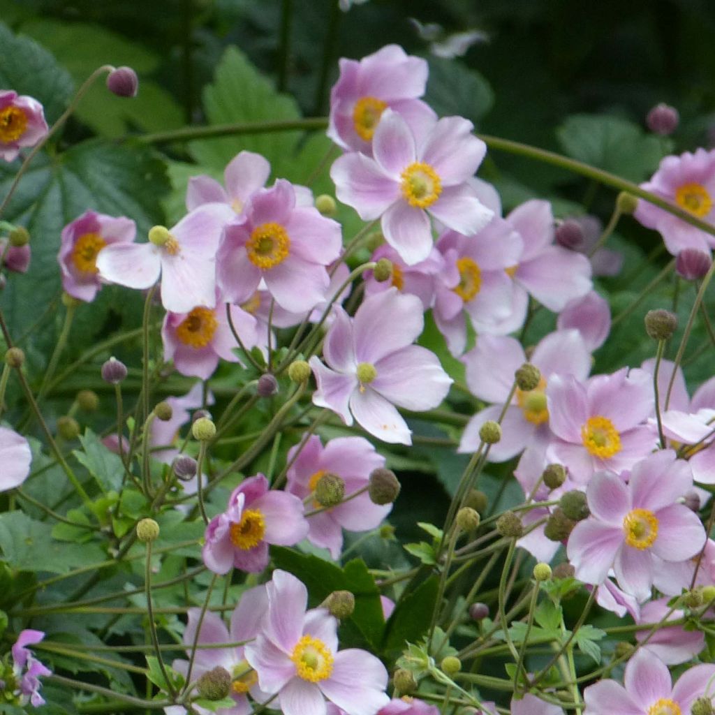 Anemone hupehensis September Charm - Anemone giapponese