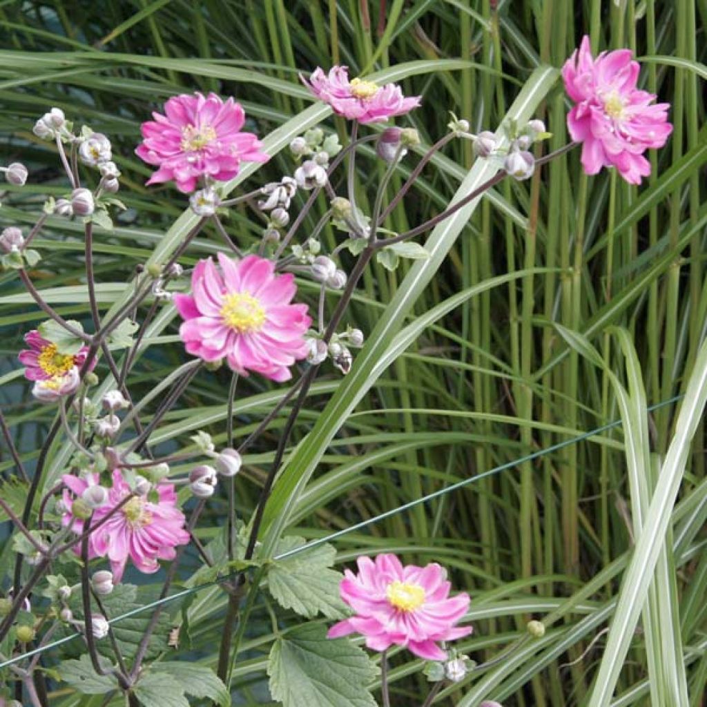 Anemone Serenade - Anemone giapponese