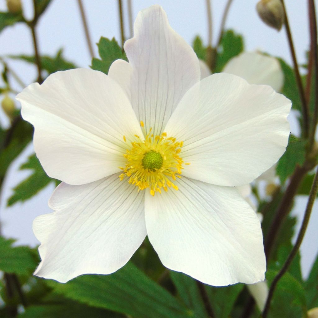 Anemone Wild Swan - Anemone giapponese