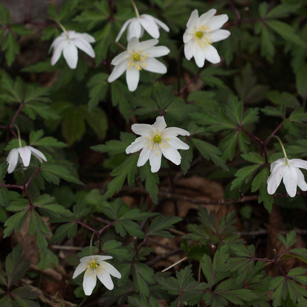 Anemone nemorosa