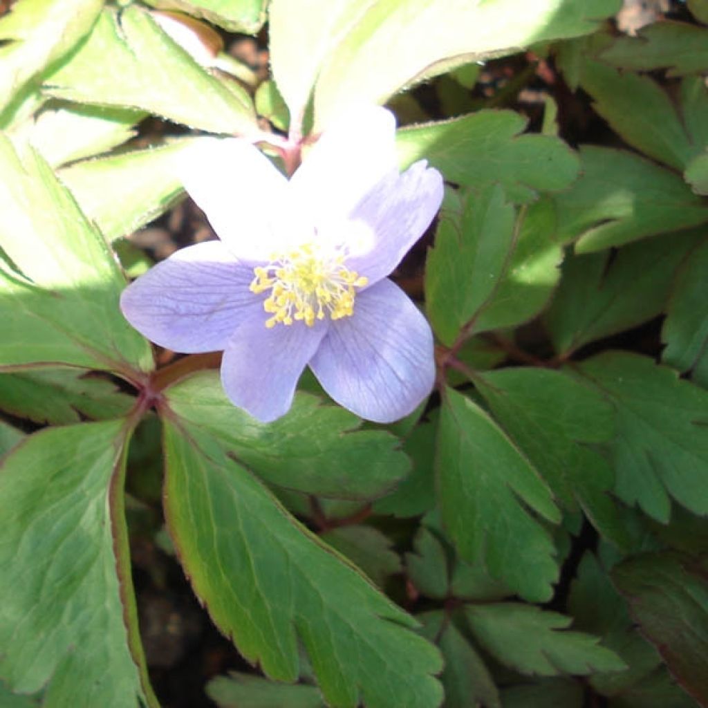 Anemone nemorosa Robinsoniana