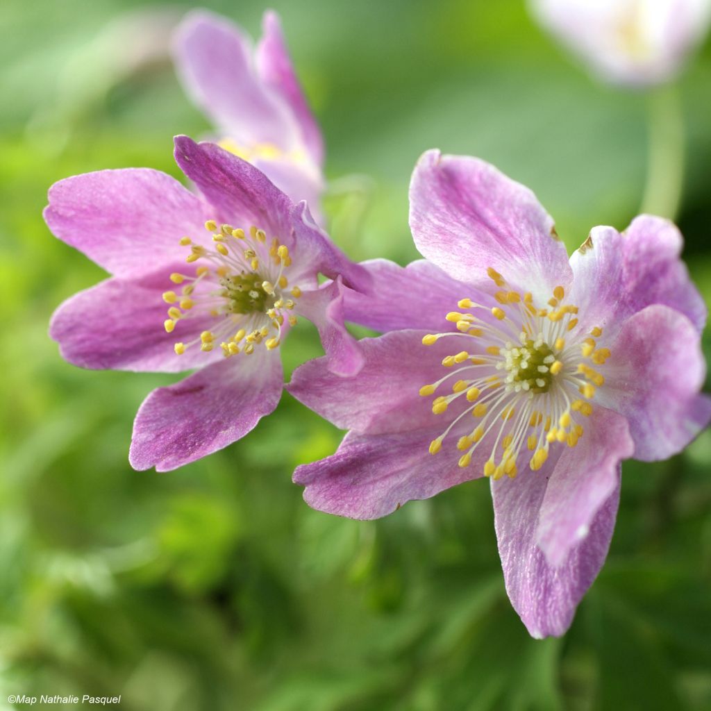 Anemone nemorosa Westwell Pink