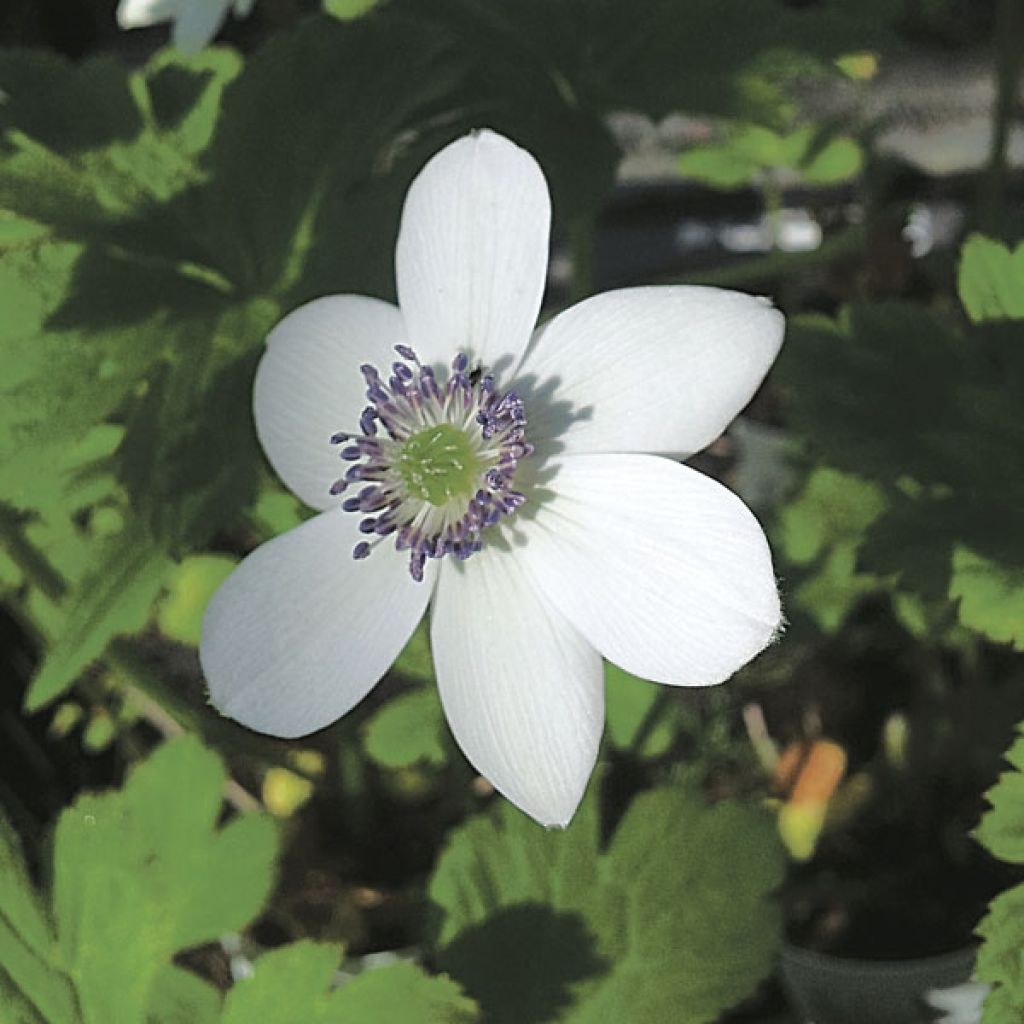 Anémone des rives - Anemone rivularis