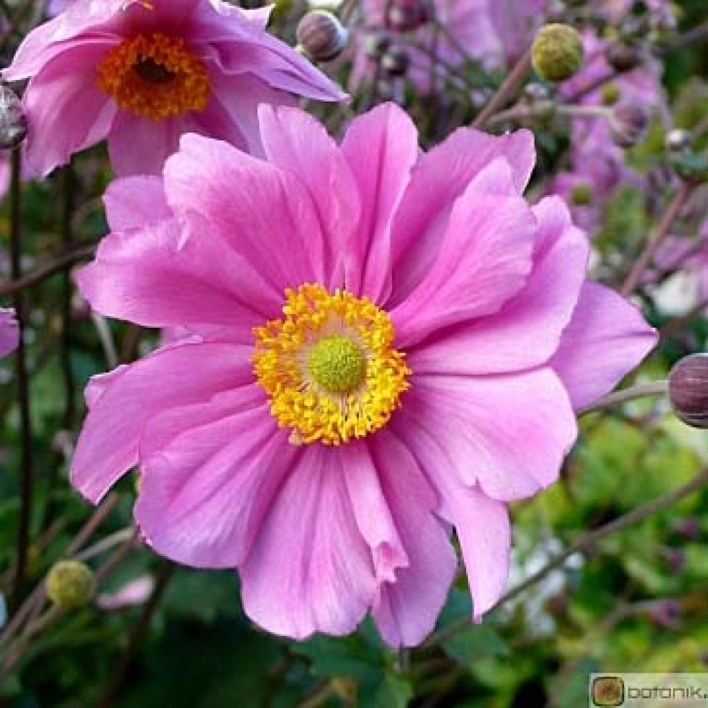 Anemone Serenade - Anemone giapponese