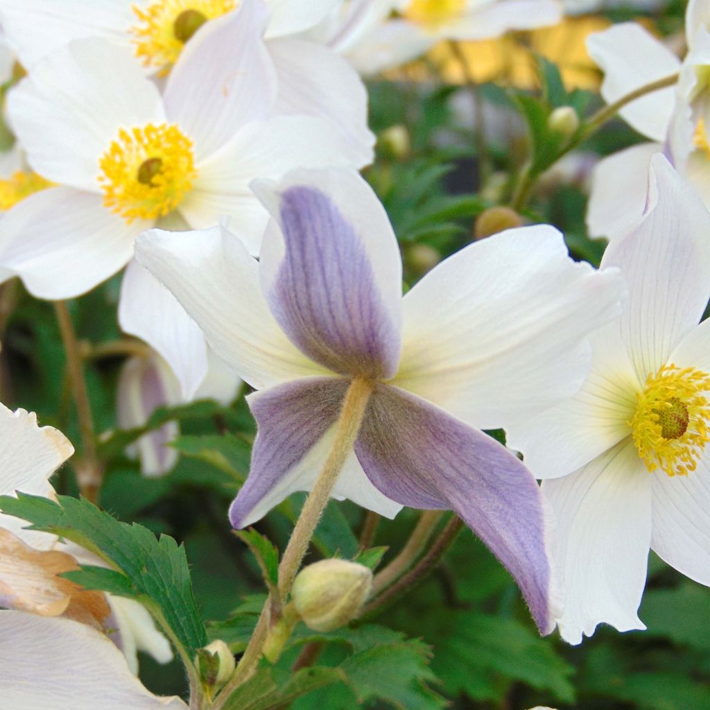 Anemone Wild Swan - Anemone giapponese