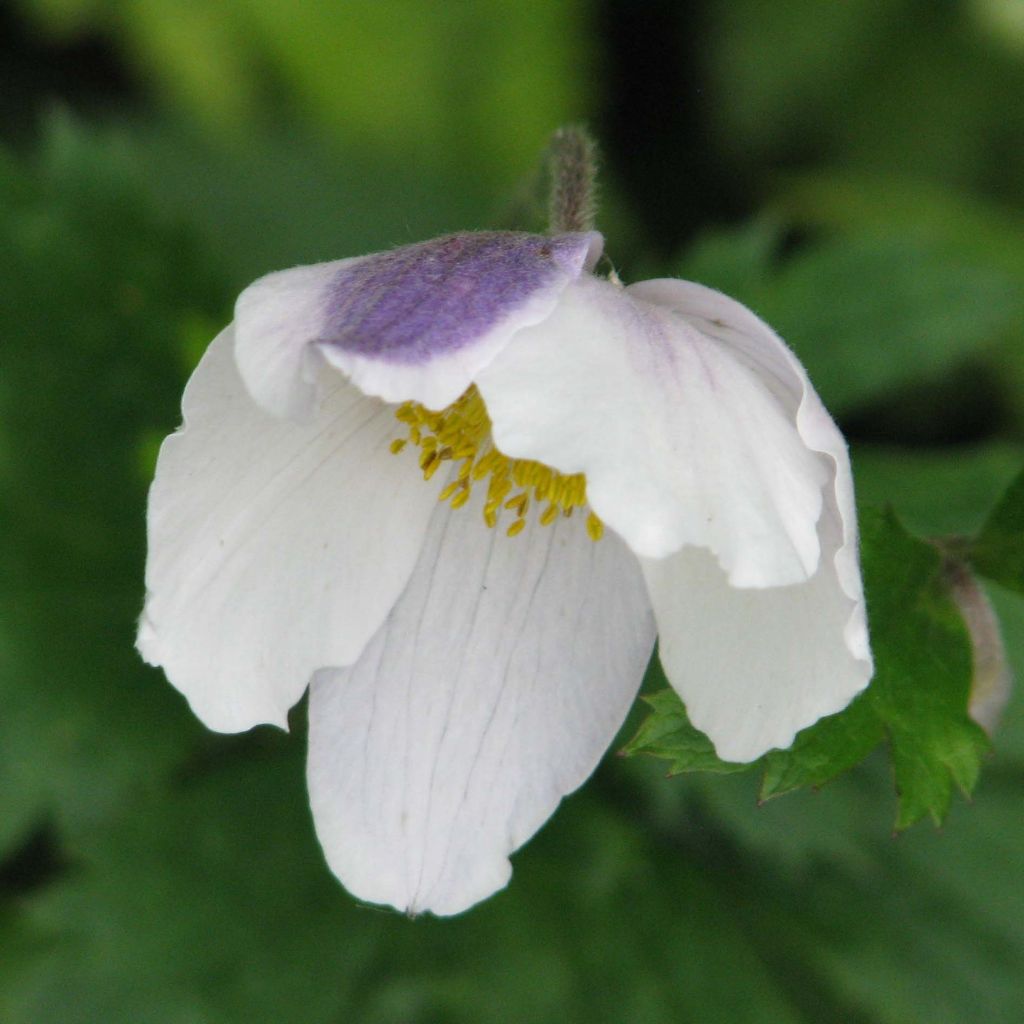 Anemone Wild Swan - Anemone giapponese