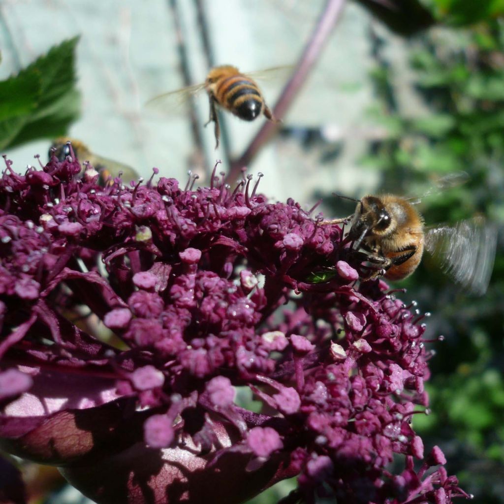 Angelica gigas