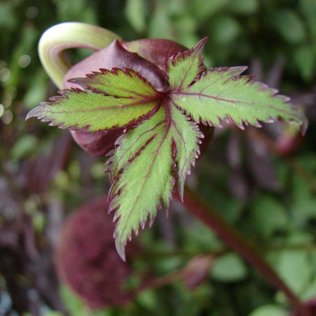 Angelica gigas