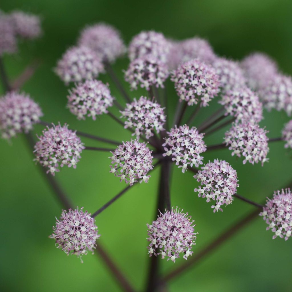 Angelica sylvestris Vicar's Mead - Angelica selvatica