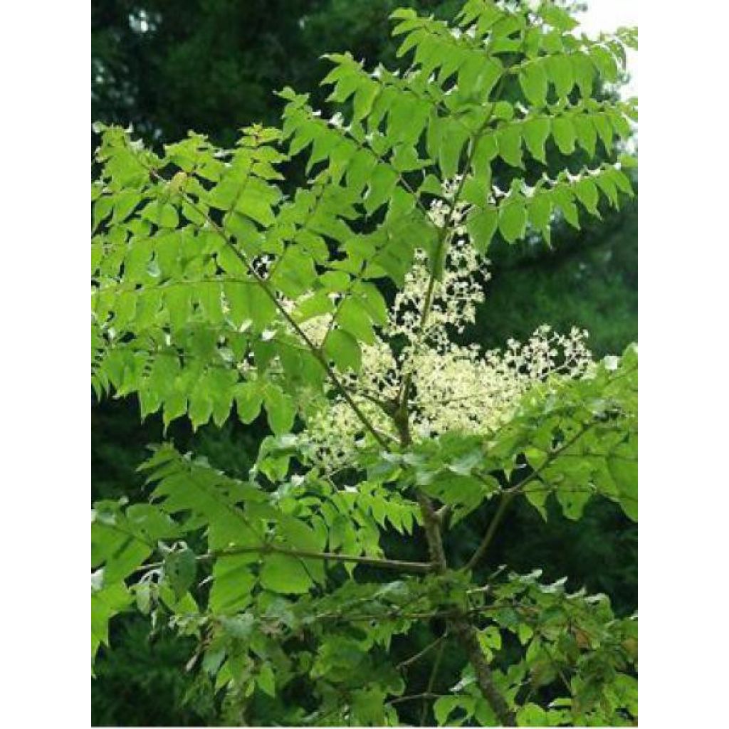 Aralia elata - Angelica del Giappone