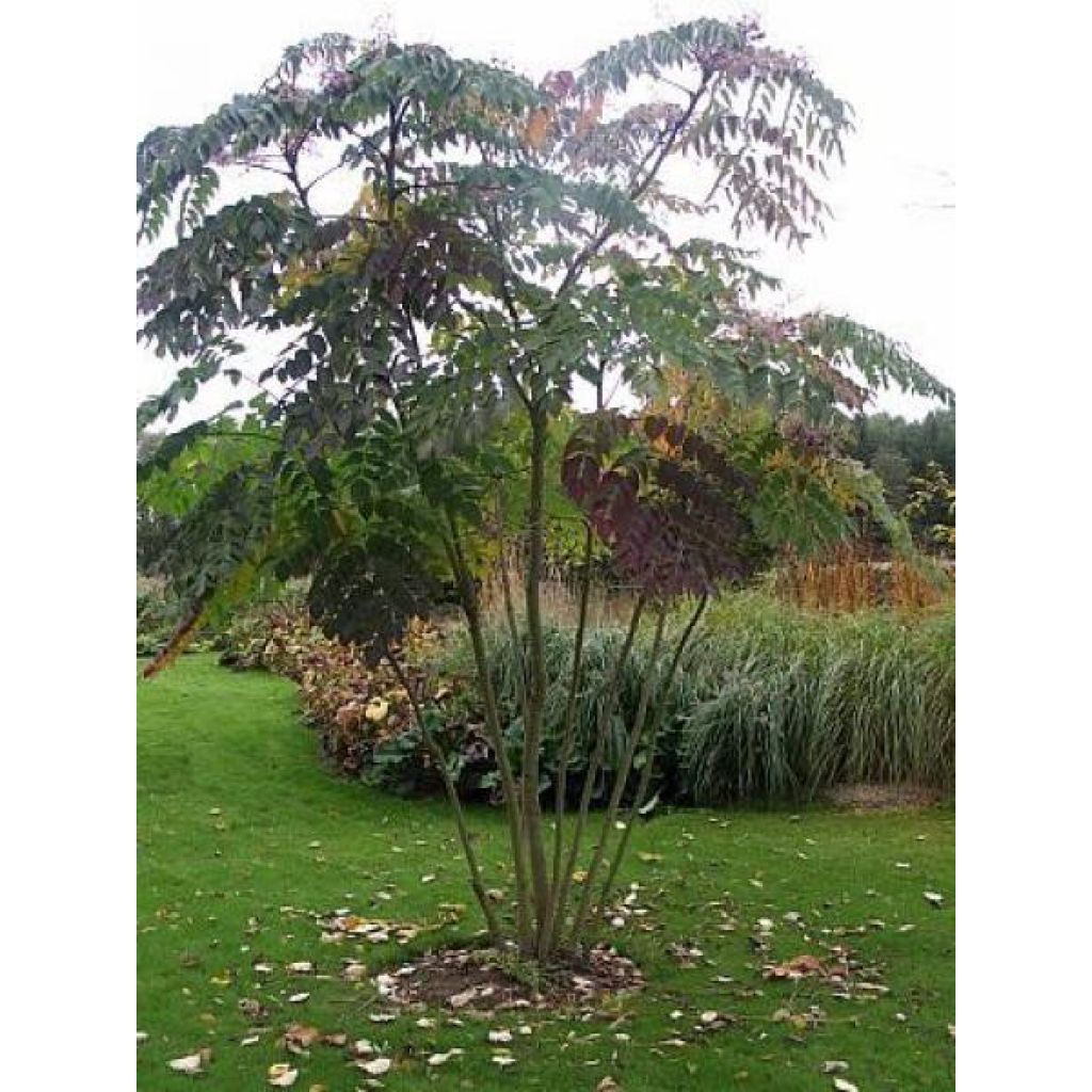 Aralia elata - Angelica del Giappone