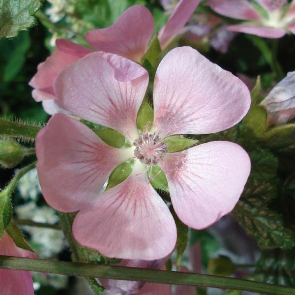 Anisodontea Lady in Pink - Malva del Capo