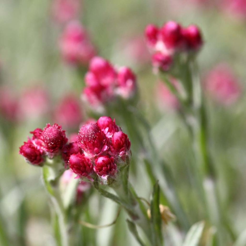 Antennaria dioica Rubra - Sempiterni di montagna