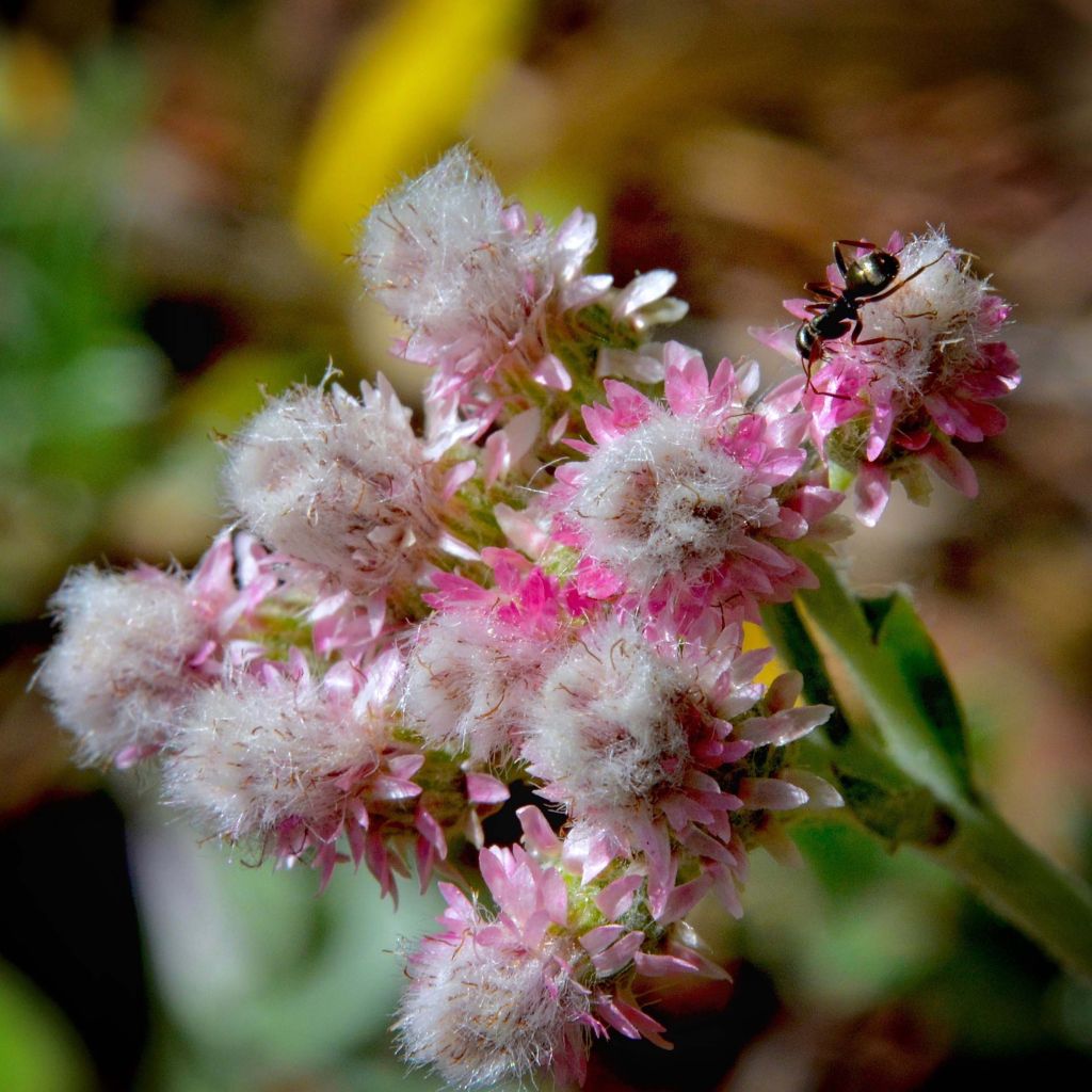 Antennaria dioica Rubra - Sempiterni di montagna