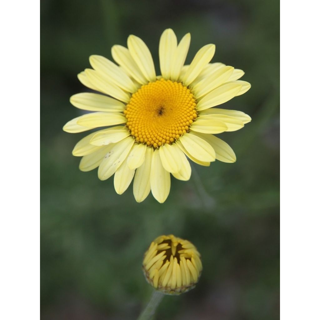 Anthemis tinctoria E.C. Buxton - Camomilla dei tintori