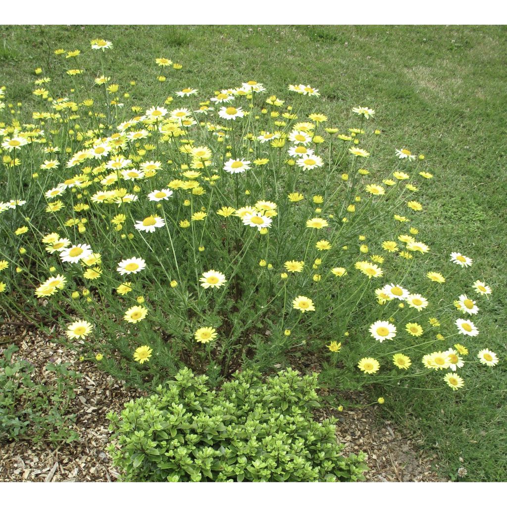 Anthemis tinctoria E.C. Buxton - Camomilla dei tintori