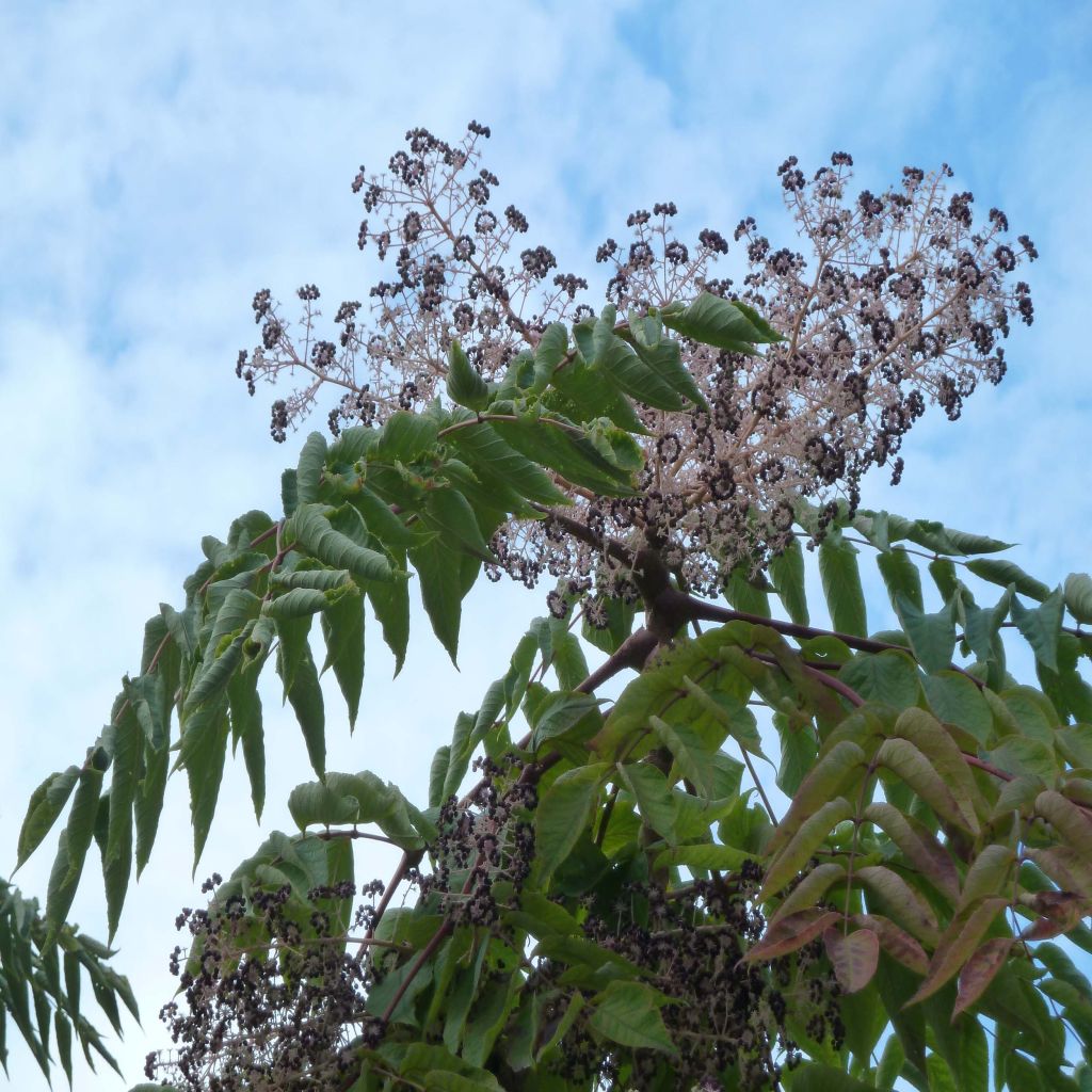 Aralia elata - Angelica del Giappone