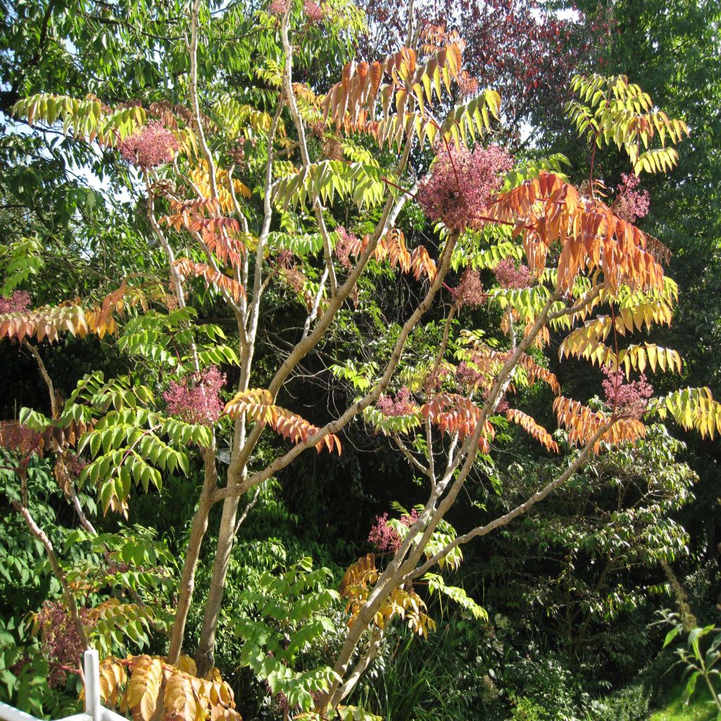 Aralia elata - Angelica del Giappone