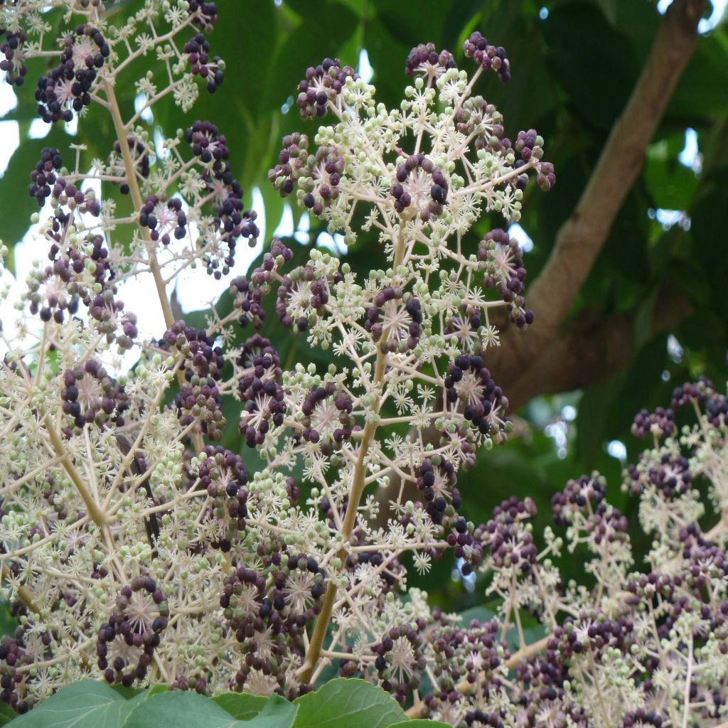 Aralia elata - Angelica del Giappone