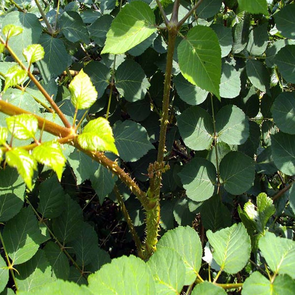 Aralia elata - Angelica del Giappone