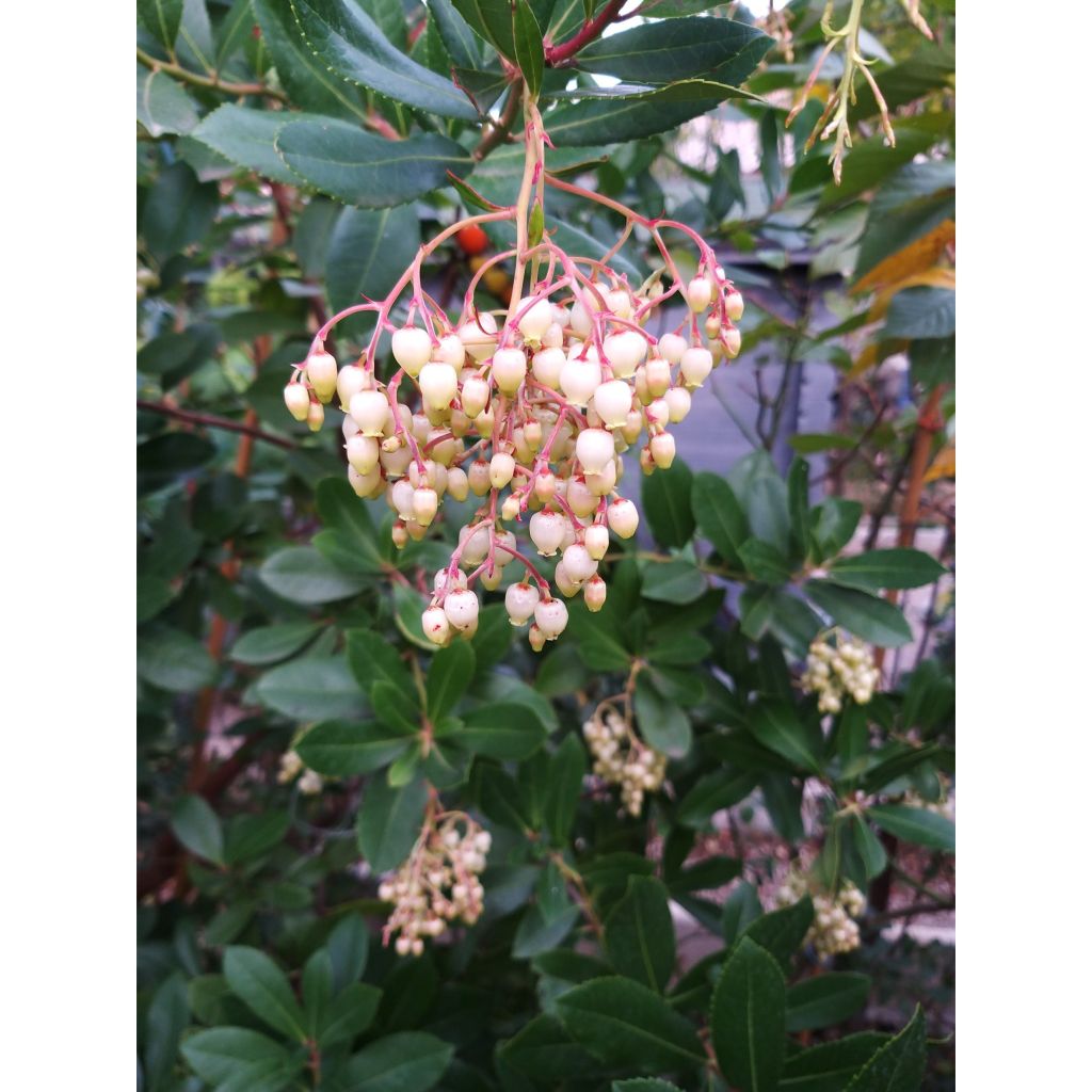 Arbutus unedo - Corbezzolo