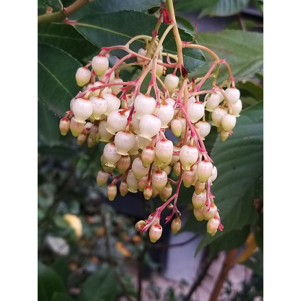 Arbutus unedo - Corbezzolo