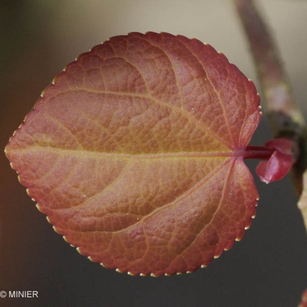 Cercidiphyllum japonicum - Albero del caramello