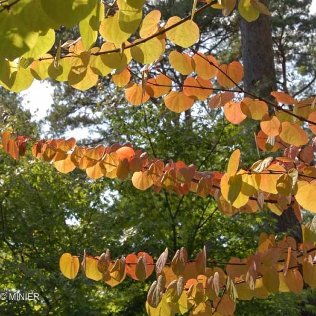 Cercidiphyllum japonicum - Albero del caramello