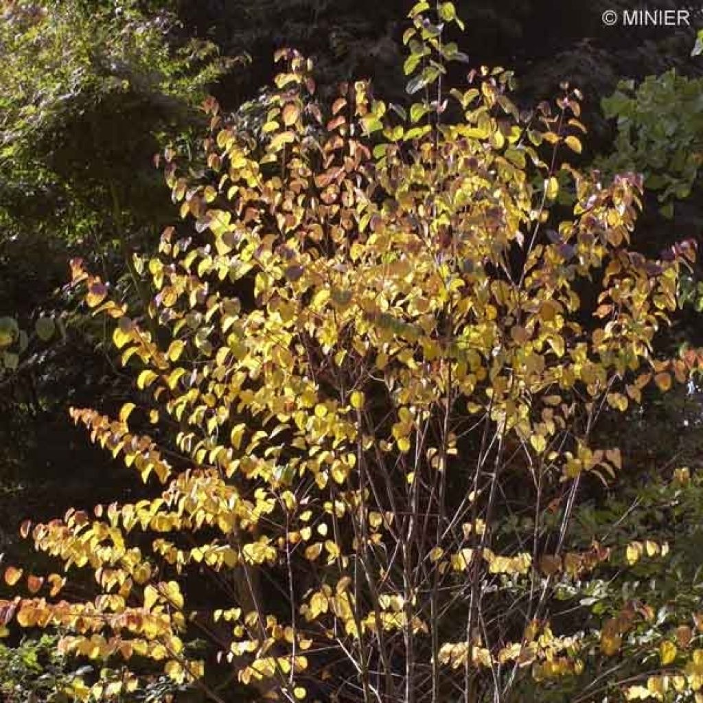 Cercidiphyllum japonicum - Albero del caramello