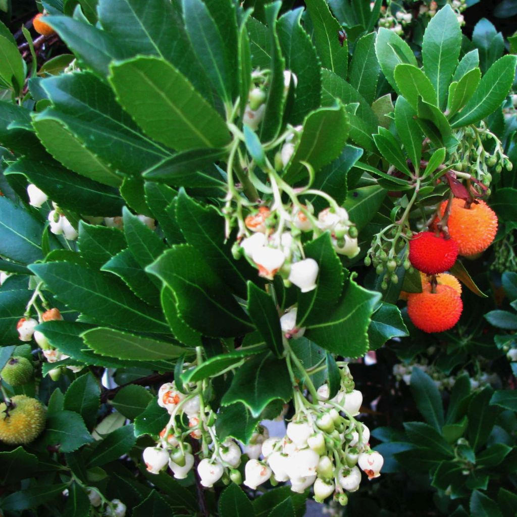 Arbutus unedo - Corbezzolo