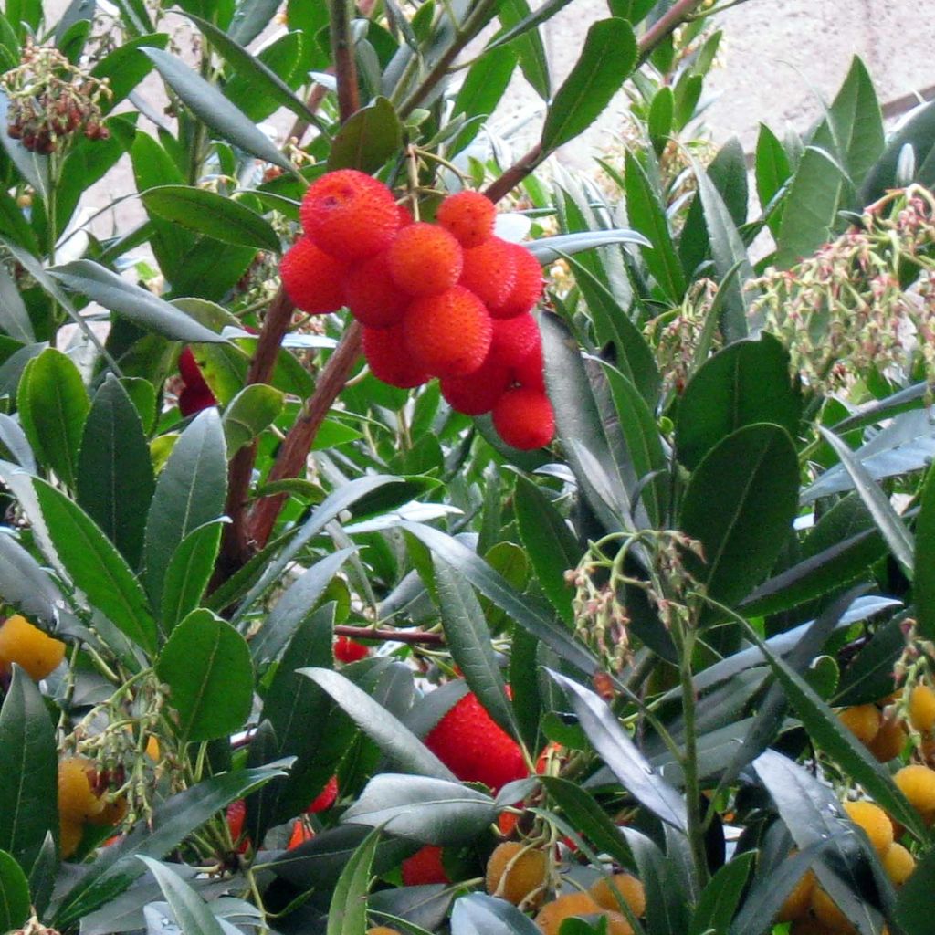 Arbutus unedo - Corbezzolo